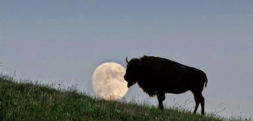 Hero Image Custer State Park