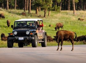 CBID Business Listing Hero Jeep Safari Play Thumb